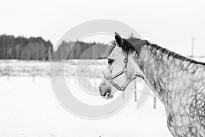 Grey horse portrait in winter with copy space