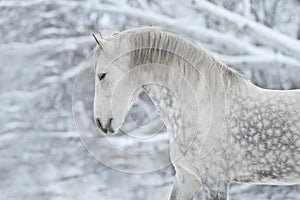 Grey horse portrait