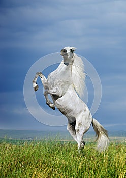A grey horse rearing