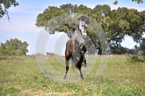 Grey horse rearing in field