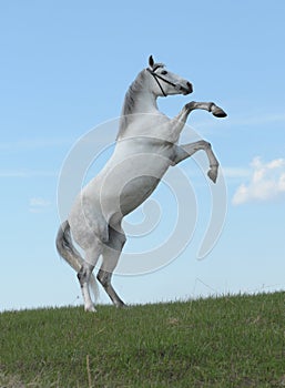 Grey horse rears in the meadow