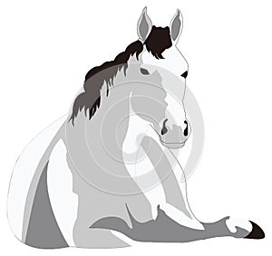 grey horse relax animal vector illustration transparent background