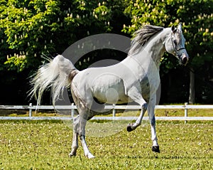 Grey horse running ~