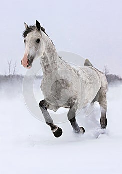 Grey horse runs gallop