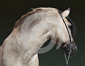 Grey horse side view showing strong muscular neck