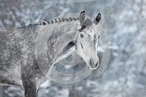 Grey horse in snow