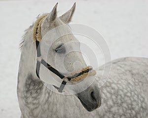 Grey horse on snow
