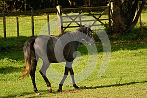 Grey horse stepping out in English meadow