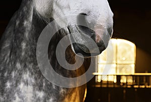 Grey Horse in a Sun Lighted Stable