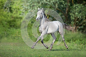 Grey horse trotting