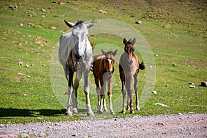 Grey horse and two colts