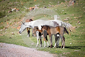 Grey horse and two foals