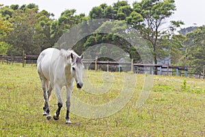 Grey horse walking