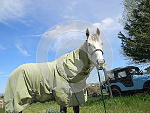 Grey horse wearing fly sheet
