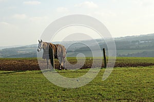 grey horse in winter rug out in the pasture in winter