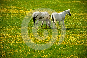 grey horses on flower meadow