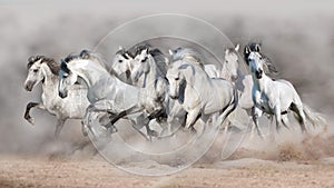 Grey horses run in desert dust