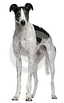 Grey Hound, 4 years old, standing