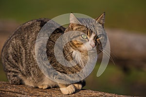 Grey House Cat close-up