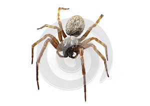 Grey House Spider