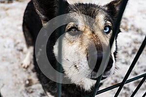 Grey husky with heterochromia looks through the bars of cage