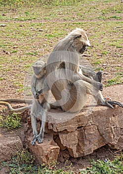 Grey Indian monkey - Female langur resting with her baby