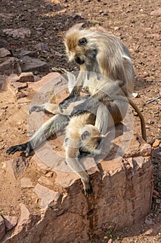 Grey Indian monkey - Langur taking care of her baby