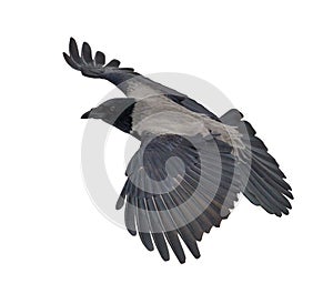 Grey isolated large crow flight