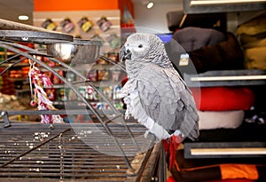 Grey Jaco Parrot photo