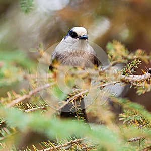 Grey Jay Perisoreus canadensis watching perched