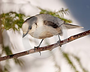 Grey Jay Photo and Image. Perched on a tree branch displaying grey colour, tail, wings, feet, eye with a blur forest background