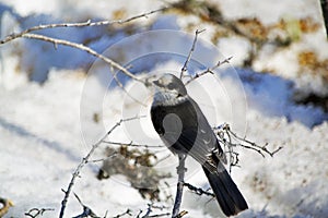 Grey Jay on a Winter Day in Gros Morne National Park