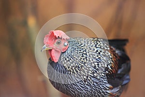 Grey junglefowl