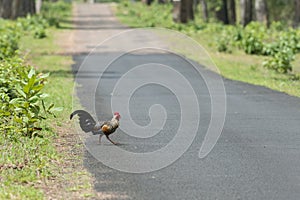 Grey Junglefowl at Tadoba Tiger reserve Maharashtra,India