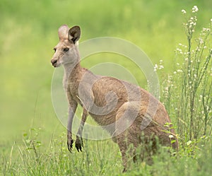 Grey kangaroo ( macropus giganteus)eating grass in the bush, Gold Coast, Queensland, Australia