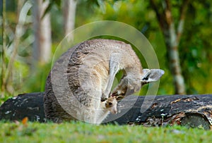 Grey kangaroo mother tends her joey