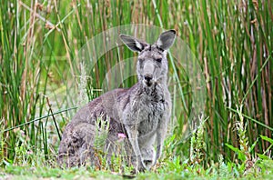 Grey Kangaroo on rush background
