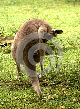 Grey kangaroo, Singapore