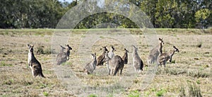 Grey kangaroos.