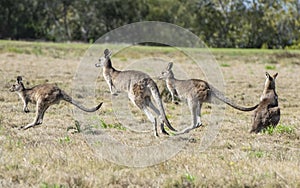 Grey kangaroos on the north coast of New South Wales.