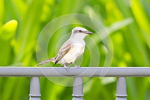 Grey Kingbird (Tyrannus dominicensis)