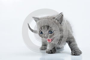 Grey kitten