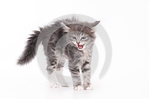 Grey kitten with arched back photo