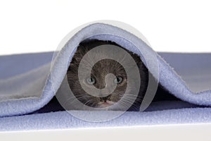 Grey kitten on the blanket