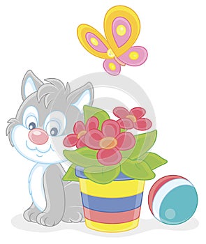 Grey kitten with a butterfly and a flower