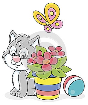 Grey kitten with a butterfly and a flower