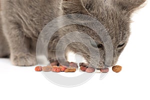 Grey kitten eating cat food