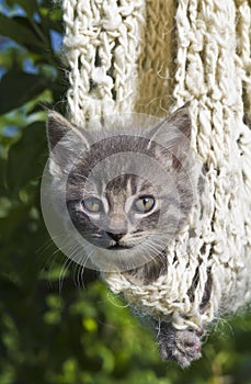 Grey kitten hanging in a woven cocoon.