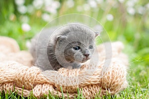 Grey kitten on a knitten blanket