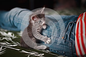 A grey kitten is lying on the bed, next to a leg in jeans